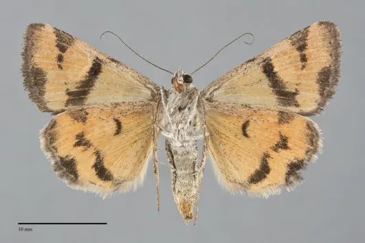 Drasteria perplexa