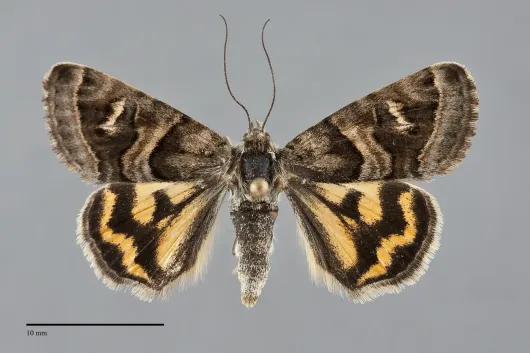 Drasteria petricola