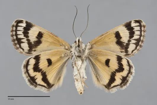 Drasteria petricola