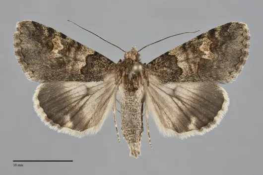 Drasteria sabulosa