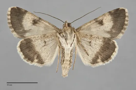 Drasteria sabulosa