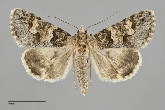 Drasteria sabulosa