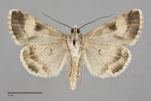 Drasteria sabulosa