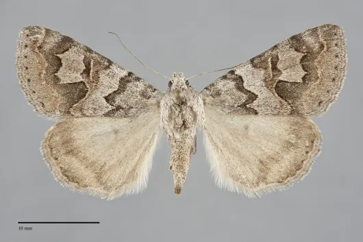 Drasteria scrupulosa