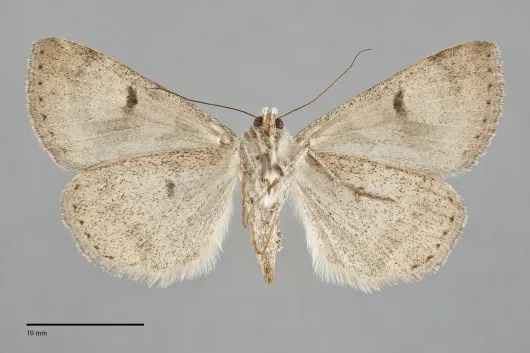 Drasteria scrupulosa