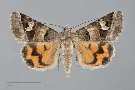 Drasteria stretchii