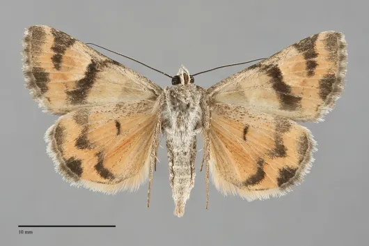 Drasteria stretchii