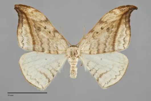 Drepana arcuata