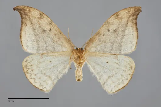 Drepana arcuata