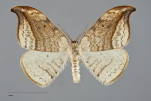 Drepana arcuata