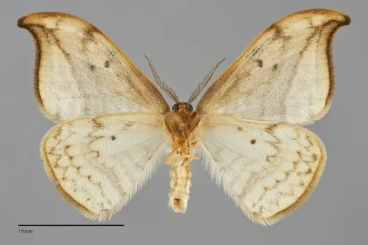 Drepana arcuata