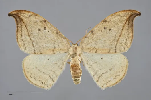 Drepana arcuata