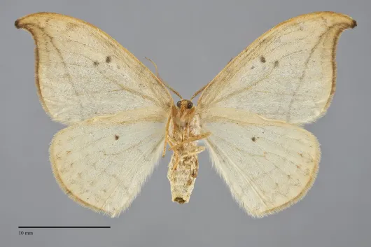 Drepana arcuata