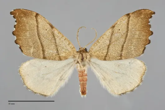 Drepana bilineata