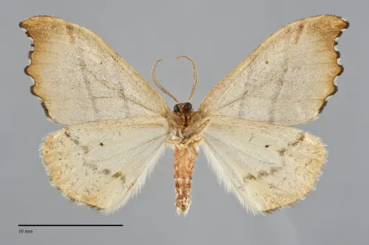 Drepana bilineata