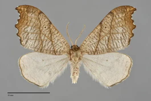 Drepana bilineata