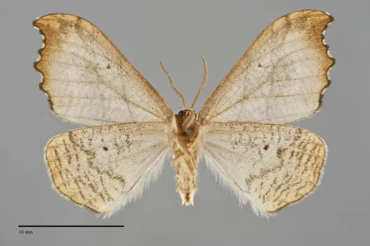 Drepana bilineata
