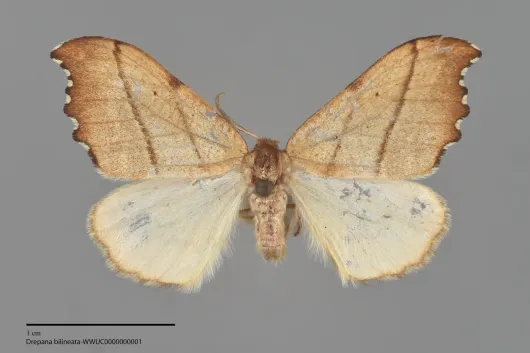 Drepana bilineata