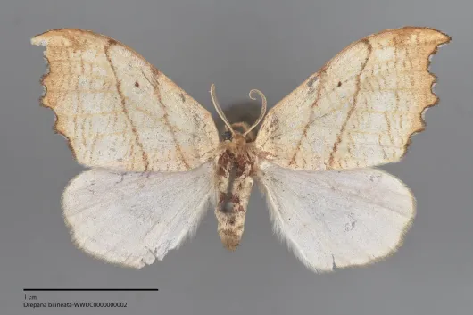 Drepana bilineata