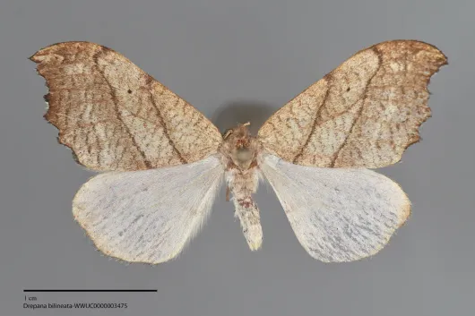 Drepana bilineata