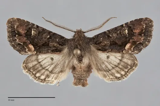 Dryotype opina