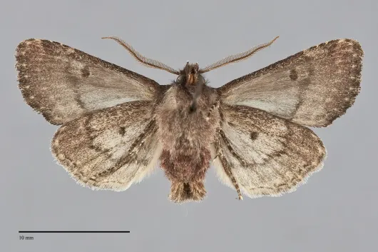 Dryotype opina