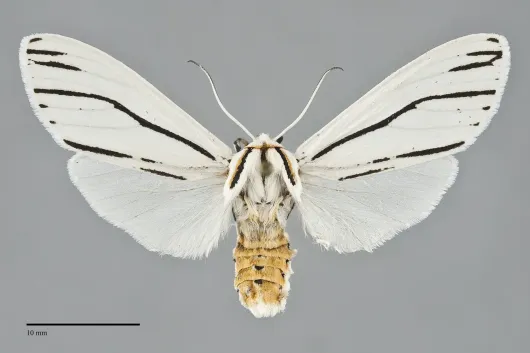 Ectypia clio