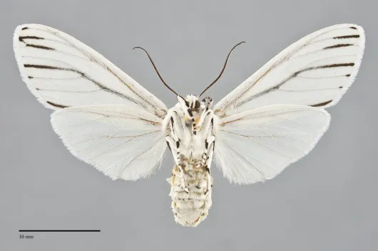 Ectypia clio