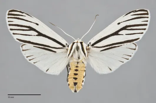 Ectypia clio