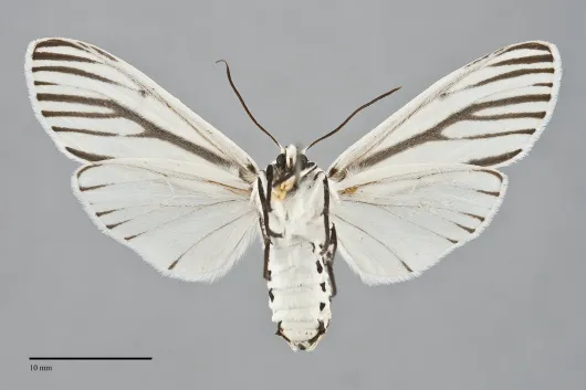 Ectypia clio