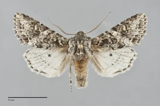 Egira cognata