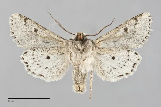 Egira cognata
