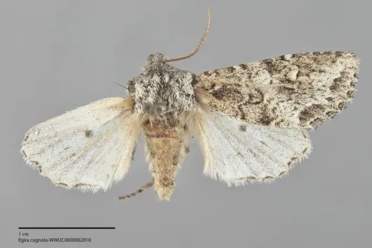 Egira cognata