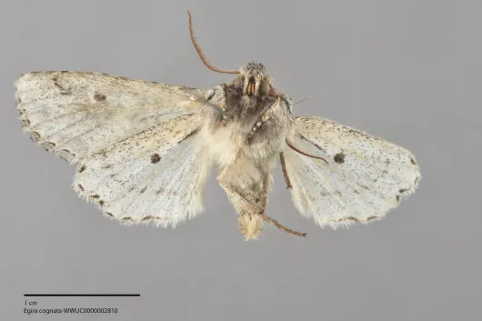 Egira cognata