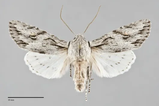 Egira crucialis
