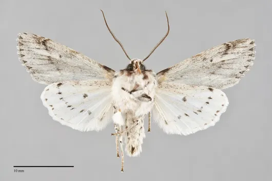 Egira crucialis