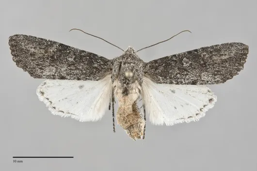 Egira curialis