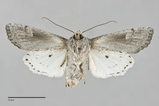 Egira curialis