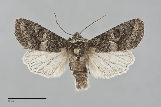Egira dolosa