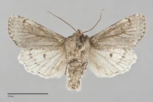 Egira dolosa