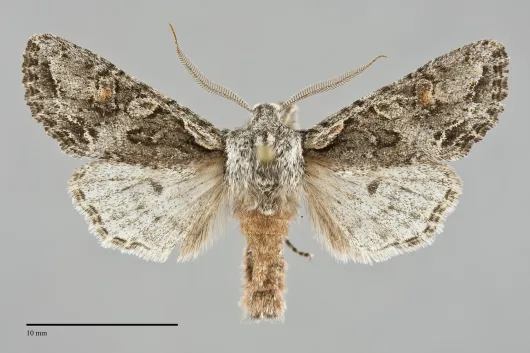 Egira hiemalis