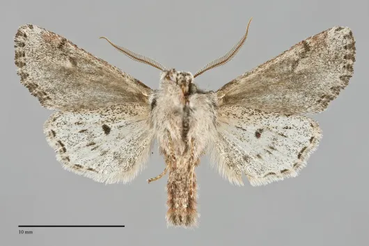 Egira hiemalis