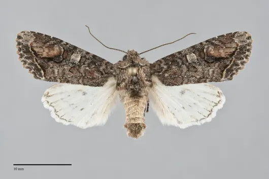 Egira perlubens