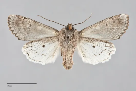 Egira perlubens