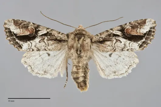Egira rubrica