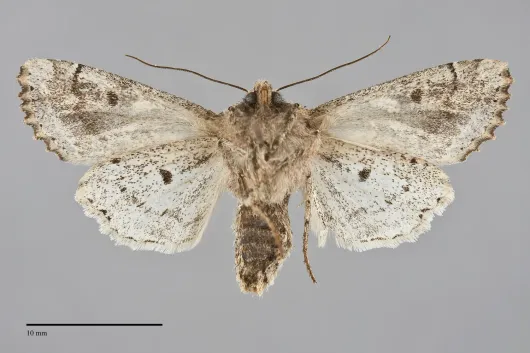Egira rubrica