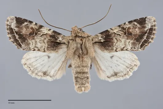 Egira rubrica