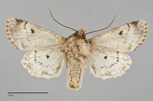 Egira rubrica