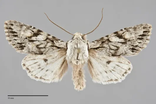Egira simplex