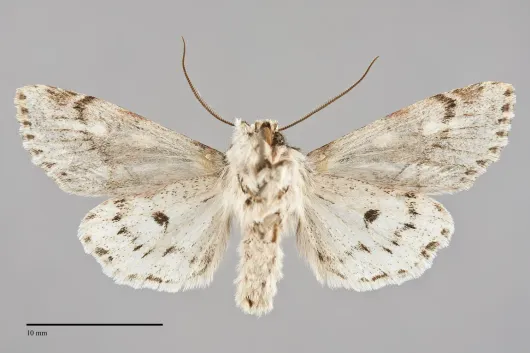 Egira simplex